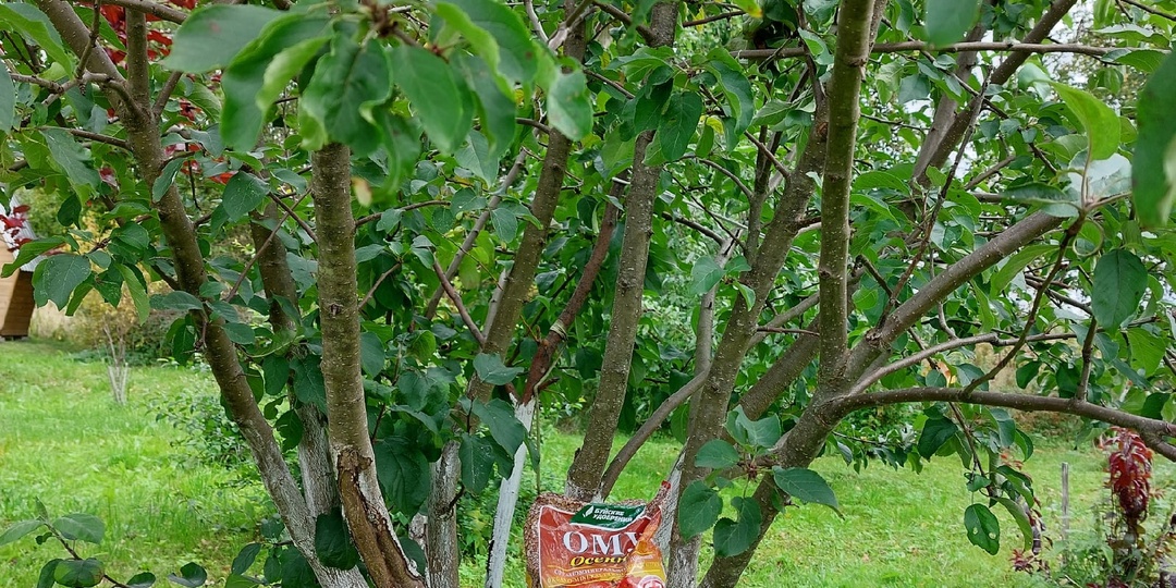 ОМУ Осеннее. Дозировки. Сроки.