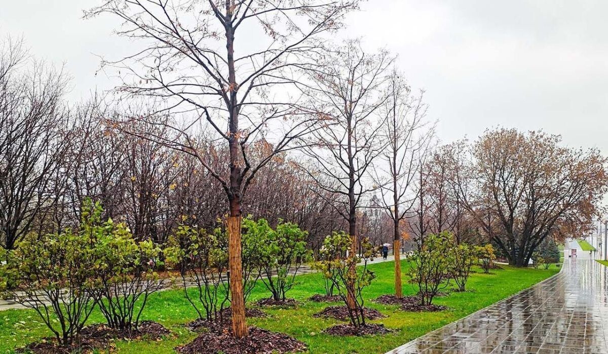     Высадка деревьев. Источник: mos ru Автор фото: Пресс-служба Мэра и Правительства Москвы