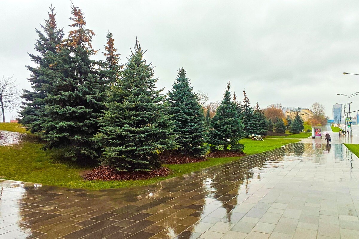    Новые липы и хвойные деревья преобразят улицы ВАО, включая Щелковское шоссе