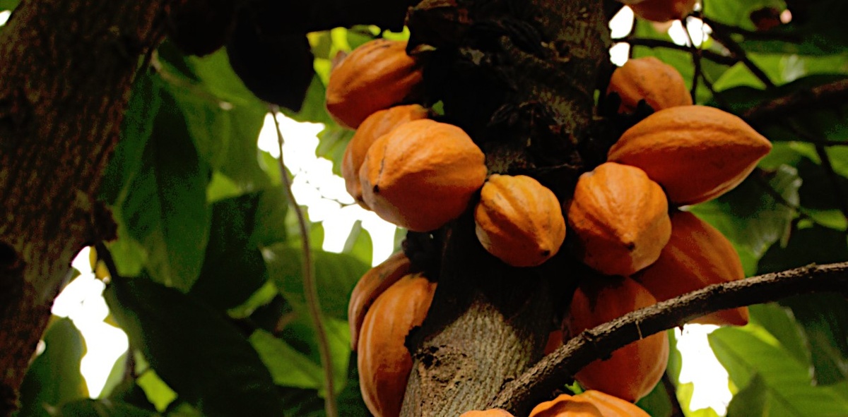 Какао-бобы – богатый источник флавонолов. © CC BY-SA 2.0/Bjorn S