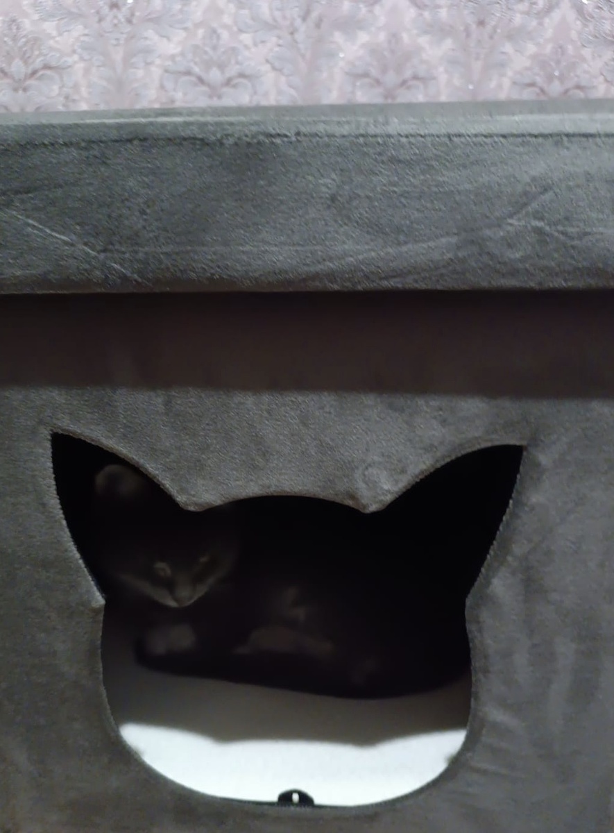 Котик уже там