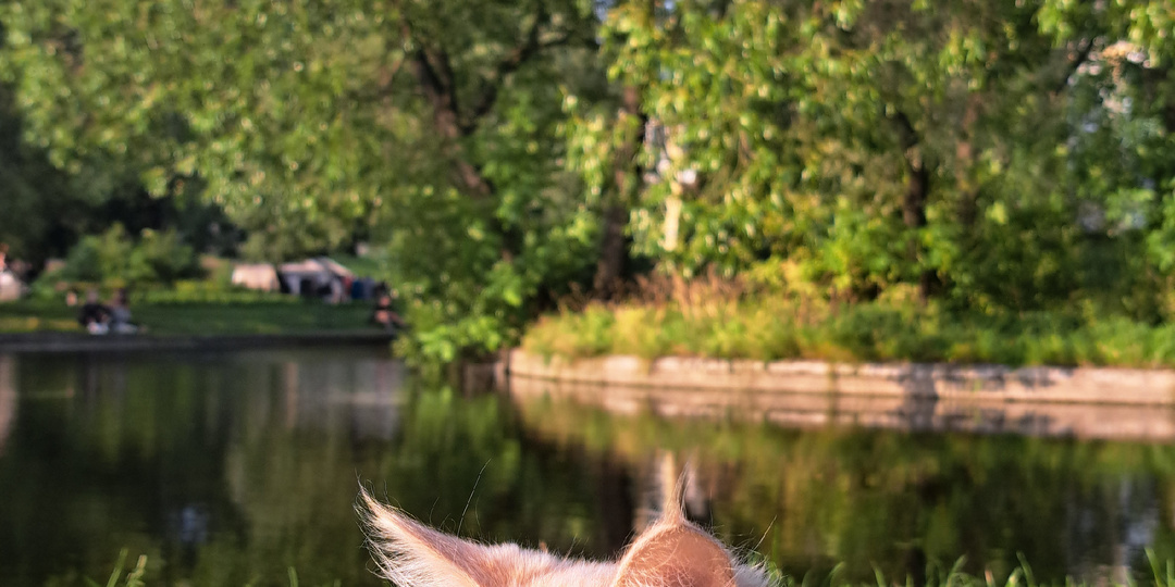 У кота зеленеют глаза: что я узнала от ветеринара