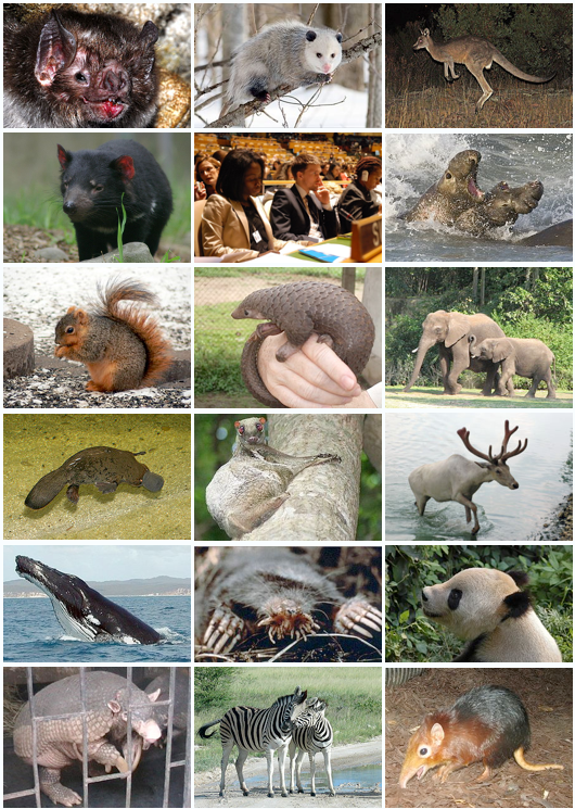 Приготовьтесь удивляться: мир млекопитающих гораздо страннее и интереснее, чем кажется на первый взгляд!