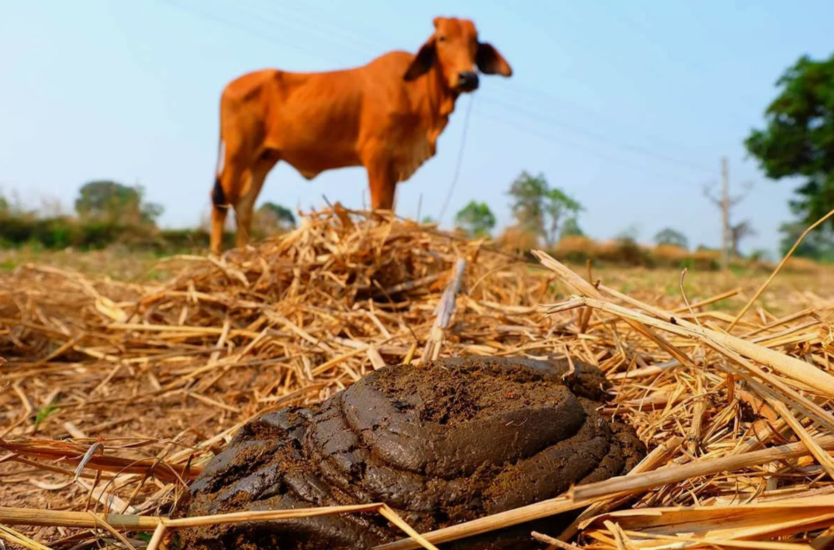 Эко штукатурка 