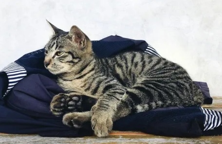 Фото из Интернета.