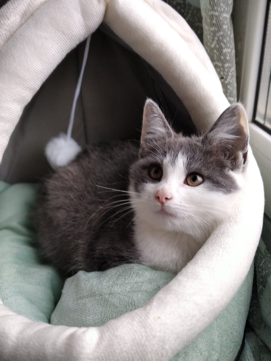 Тиша, малыш 3 мес