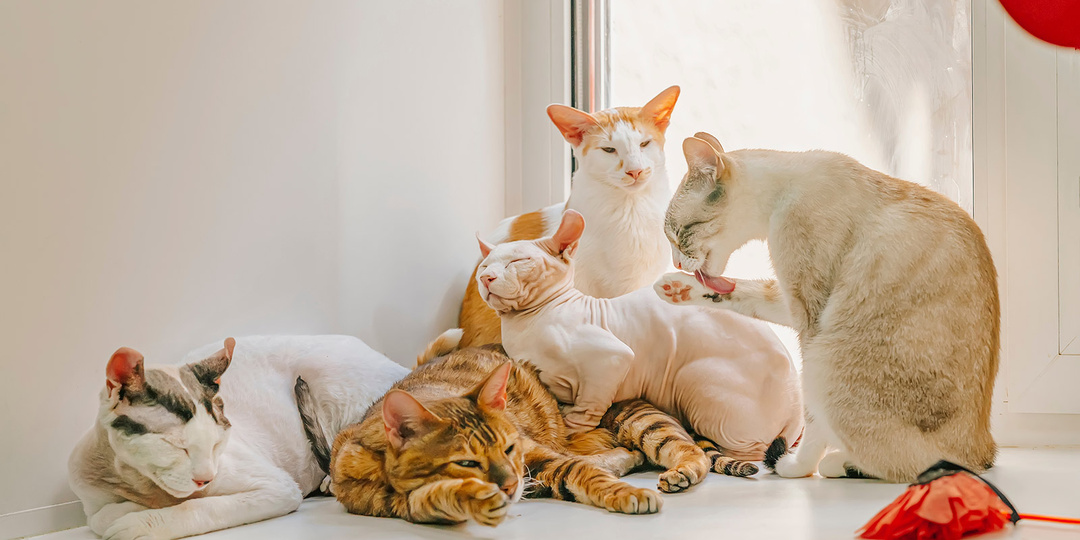 10 самых красивых пород кошек. Бенгальская, сибирская, мейн-куны и другие