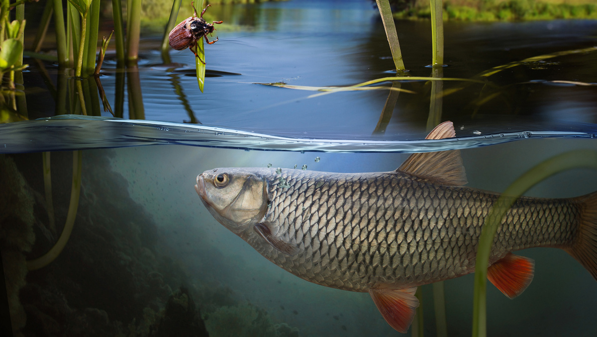     Фото: Rocksweeper/Shutterstock/FOTODOM Настоящая причина кроется не в общем количестве костей, а в их типе. Большинство пресноводных обитателей, особенно из семейства карповых, обладают межмышечными костями