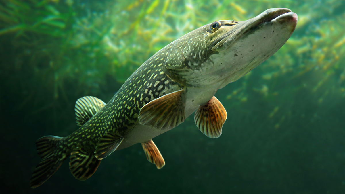     Фото: Kletr/Shutterstock/FOTODOM Хищники, будь то морская зубатка или речная щука, имеют развитую мускулатуру и мощный хребет, но часто лишены мелких межмышечных костей. Их тело предназначено для бросков, и лишние косточки мешали бы