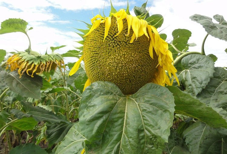    Фото: Минсельхоз Алтайского края