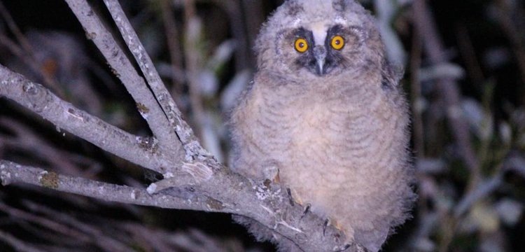    Фото: Фото из архива аспирантки БИ ТГУ Анастасии Сырцовой