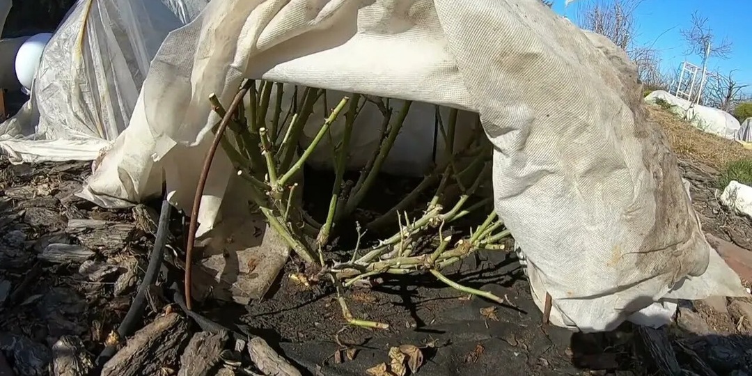 Оттепель в ноябре–декабре: что делать с укрытием роз, если снимать его нельзя