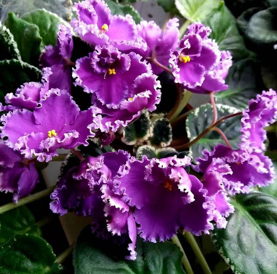    Соцсети блогера belozertseva4496