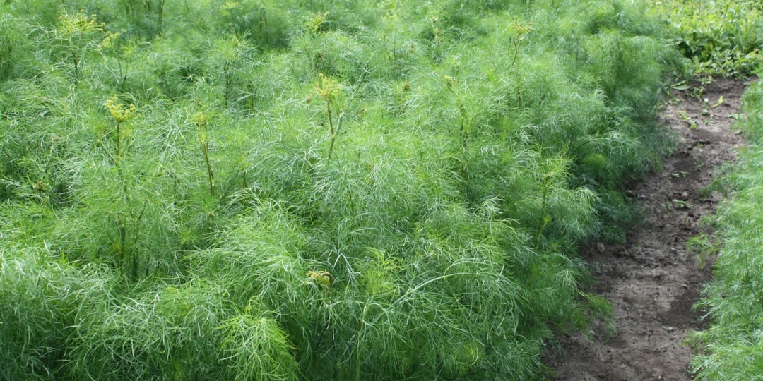 Садовая азбука на букву У