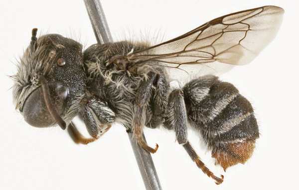 Kit S. Prendergast, Joshua W. Campbell/Journal of Hymenoptera Research/ODbL