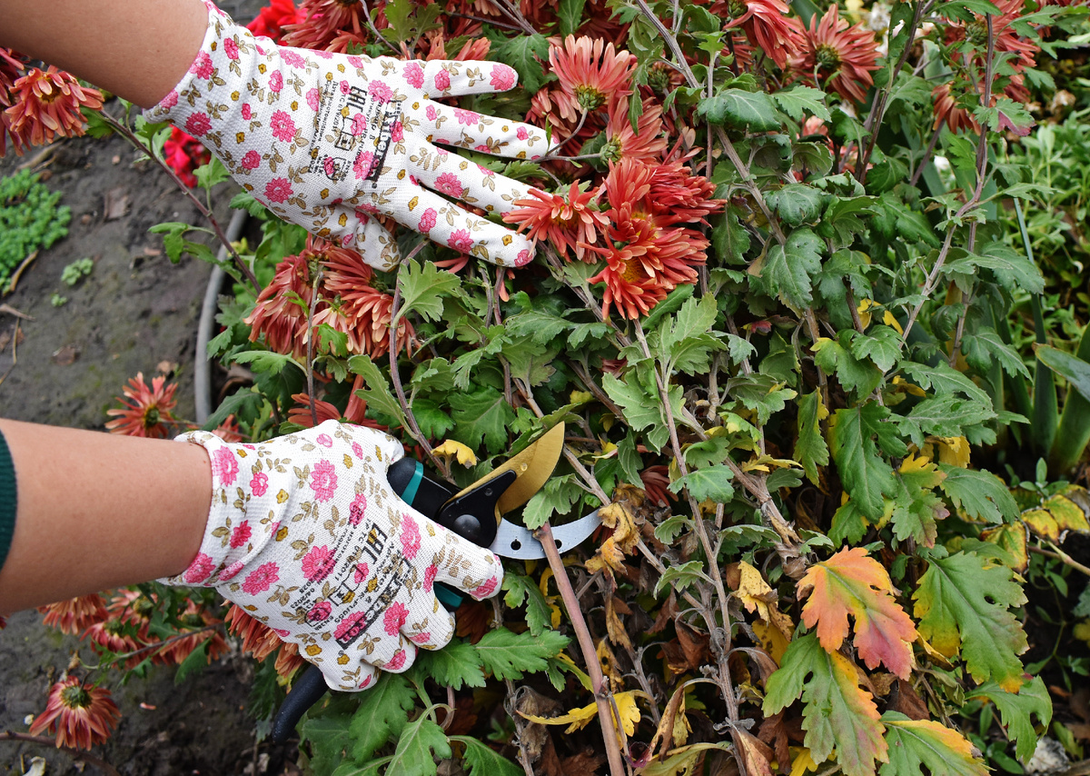 Срезаю хризантемы, которые потеряли внешний вид