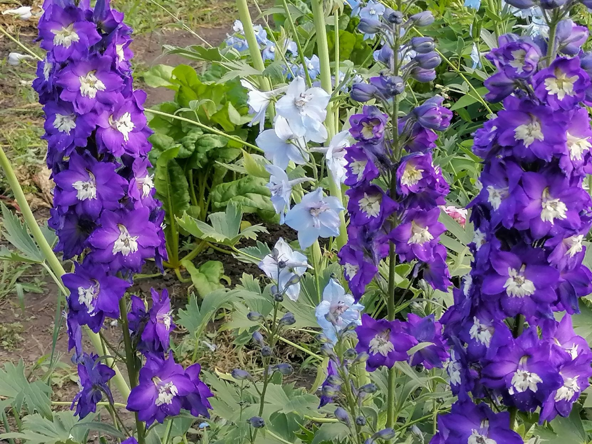 Мой сине-белый махровый дельфиниум, многолетний