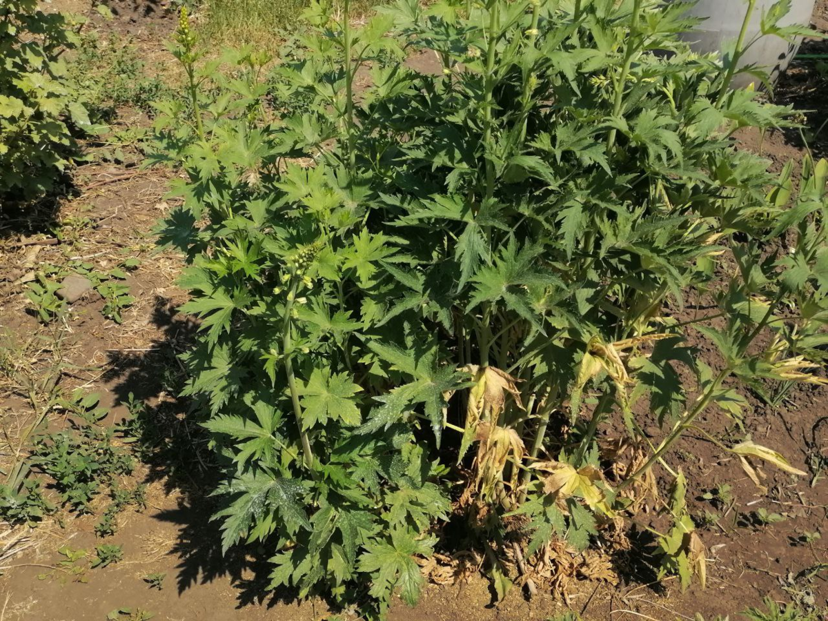 Листья у дельфиниума желтеют, какая-то болезнь, фото автора