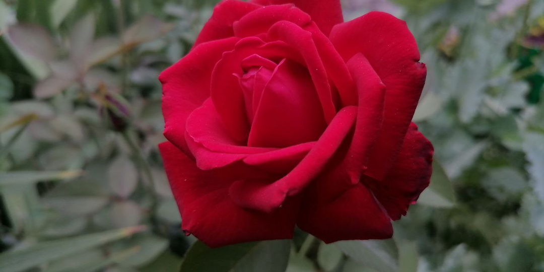 Почему я не обрабатывала цветы 🌹 от болезней и вредителей? Какие надо обрабатывать?