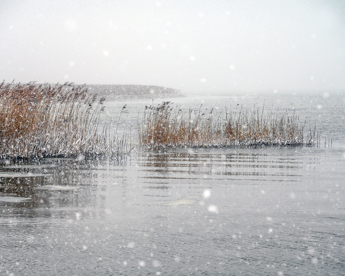 Куршский залив. Калининградская область. Фото: М. Рябинин