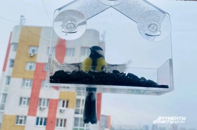    12 ноября установите или пополните кормушки для птиц. Фото: АиФ/ Анна Городкова