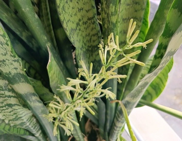    Фото: Служба по работе со средствами массовой информации филиала ФГБУ «Россельхозцентр» по Ленинградской, Мурманской областям и Республике Карелия