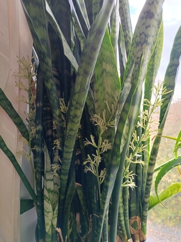 Фото: Служба по работе со средствами массовой информации филиала ФГБУ «Россельхозцентр» по Ленинградской, Мурманской областям и Республике Карелия.📷    Видели, как цветет сансевиерия в ноябре?
