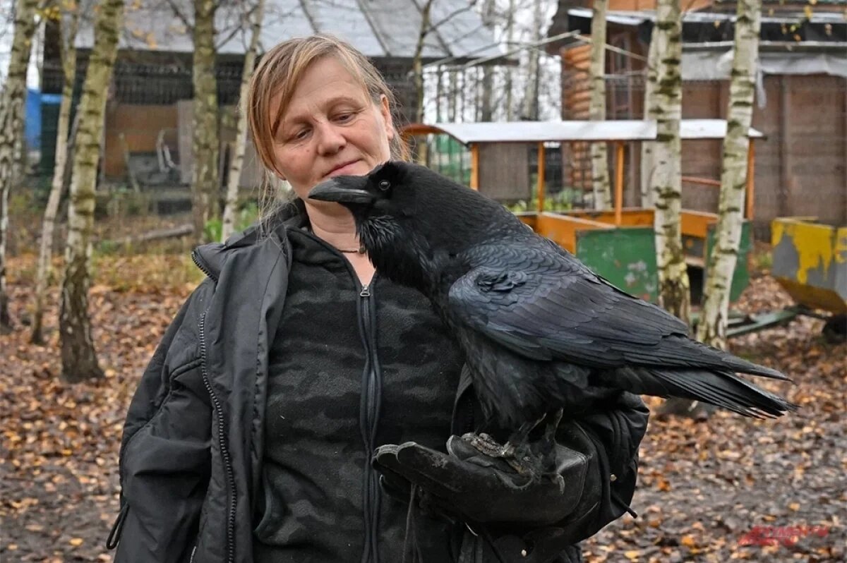    Черный как смоль, с синим отливом ворон умеет говорить человеческим голосом!