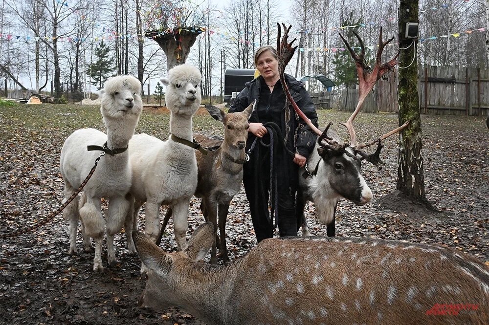    У Анны и Николая целая ферма. Фото: АиФ/ Эдуард Кудрявицкий