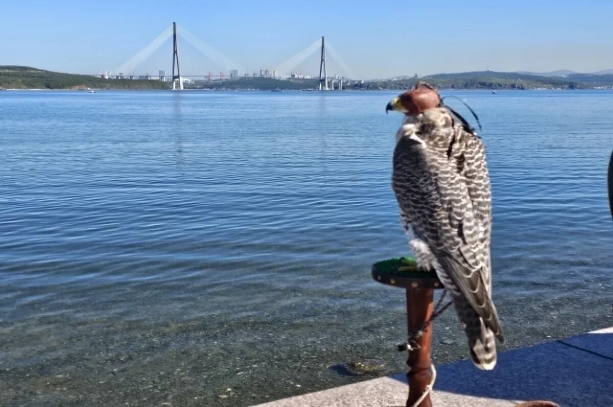    Житель Губкинского спас от холода краснокнижного сокола