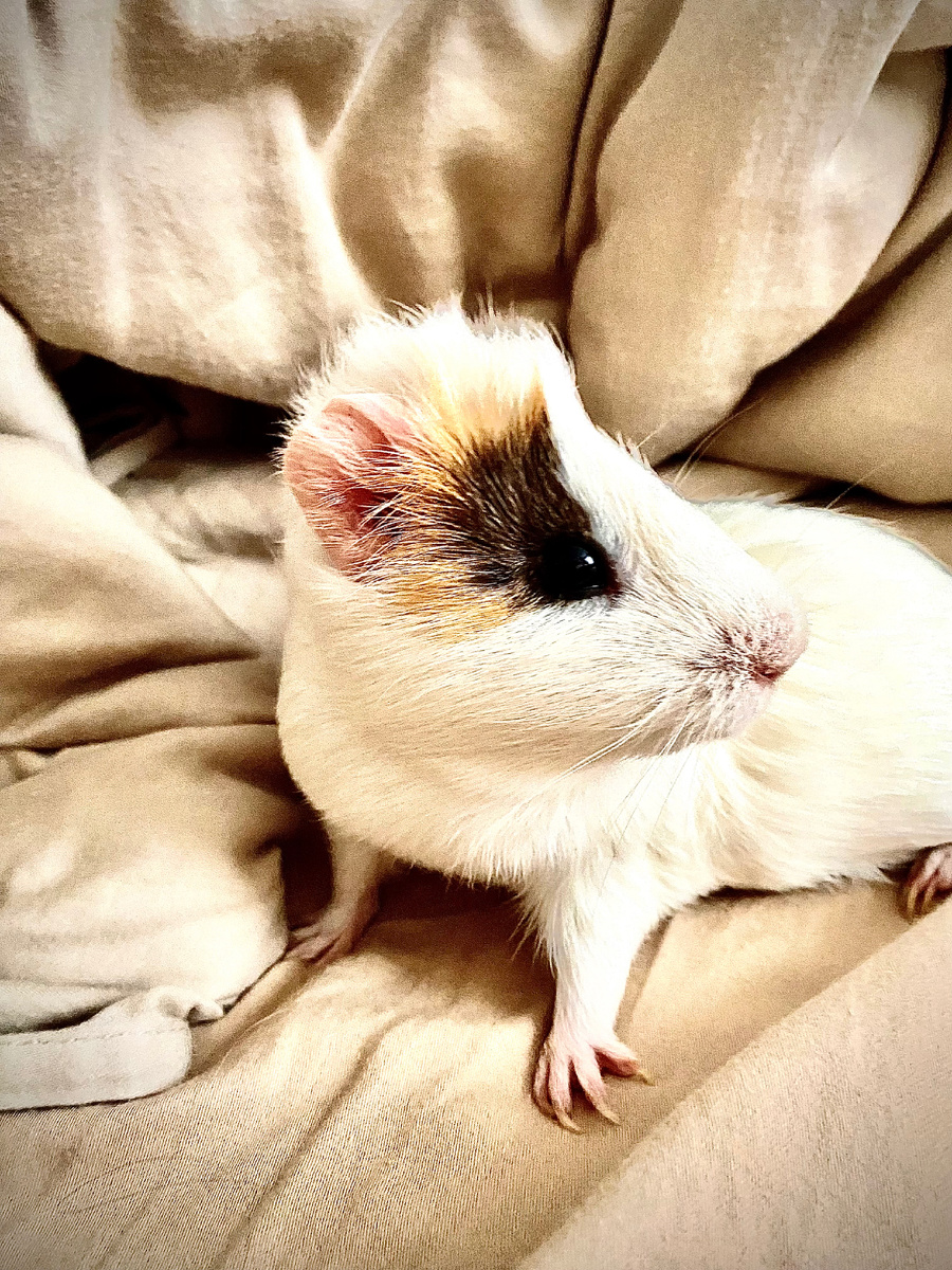 Это она точнее он…