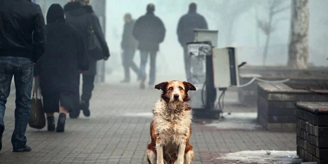 Пушистые и несчастные: о трудной судьбе бездомных животных и прелестях стерилизации