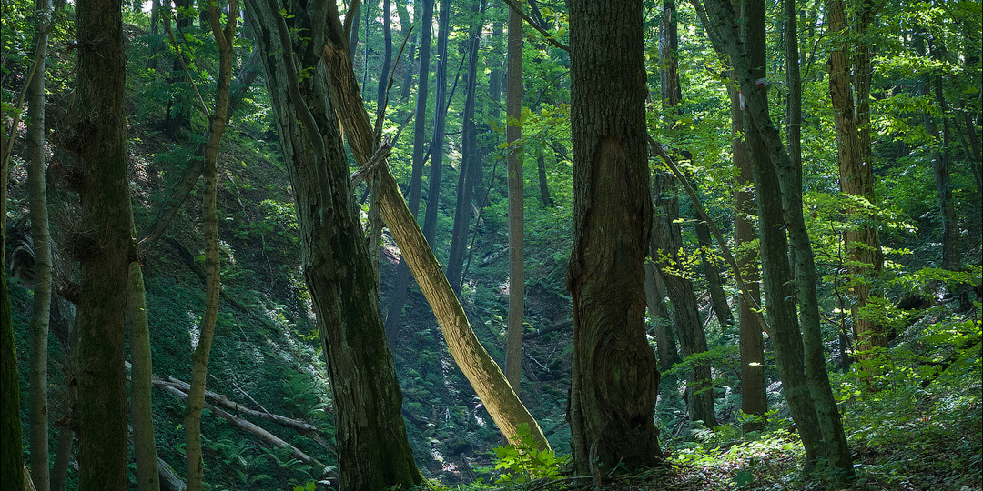 Прусское городище Краам. Сквозь время и лесные кущи