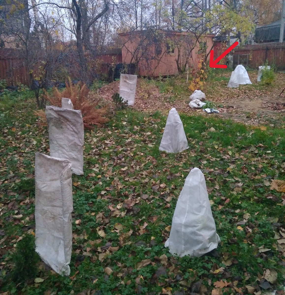 Мой молодой сад в 2017 году