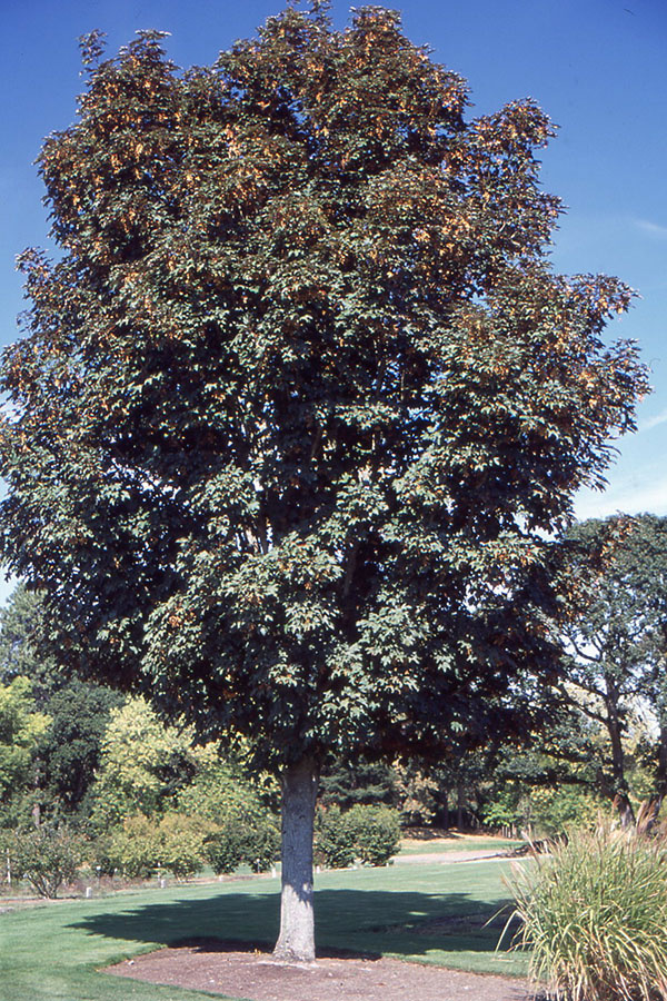 https://landscapeplants.oregonstate.edu/plants/acer-pseudoplatanus-atropurpureum