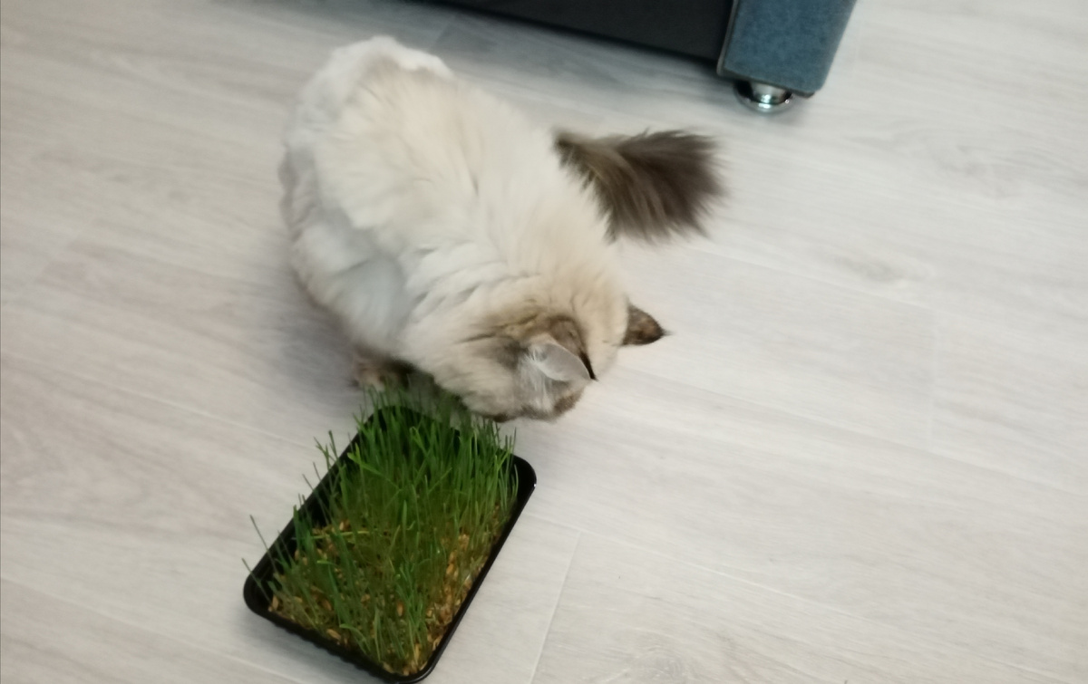 моя Марфинка ест траву периодически /фото автора