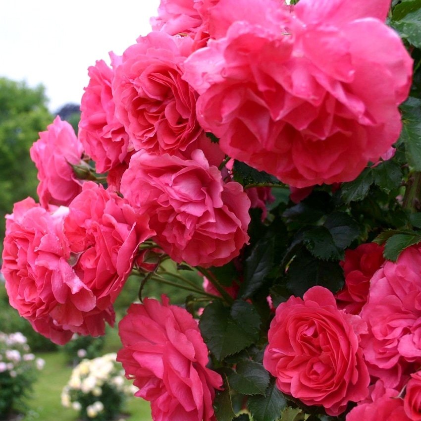 фото из интернета