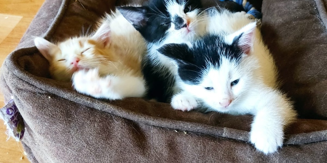 Котята сбегались на еду, как тараканы