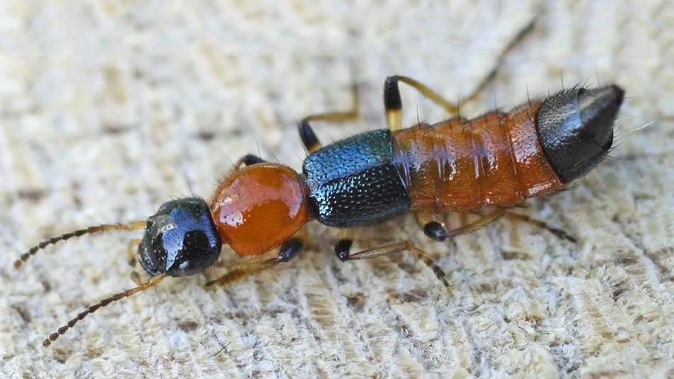    Фото: wikimedia.org/entomart