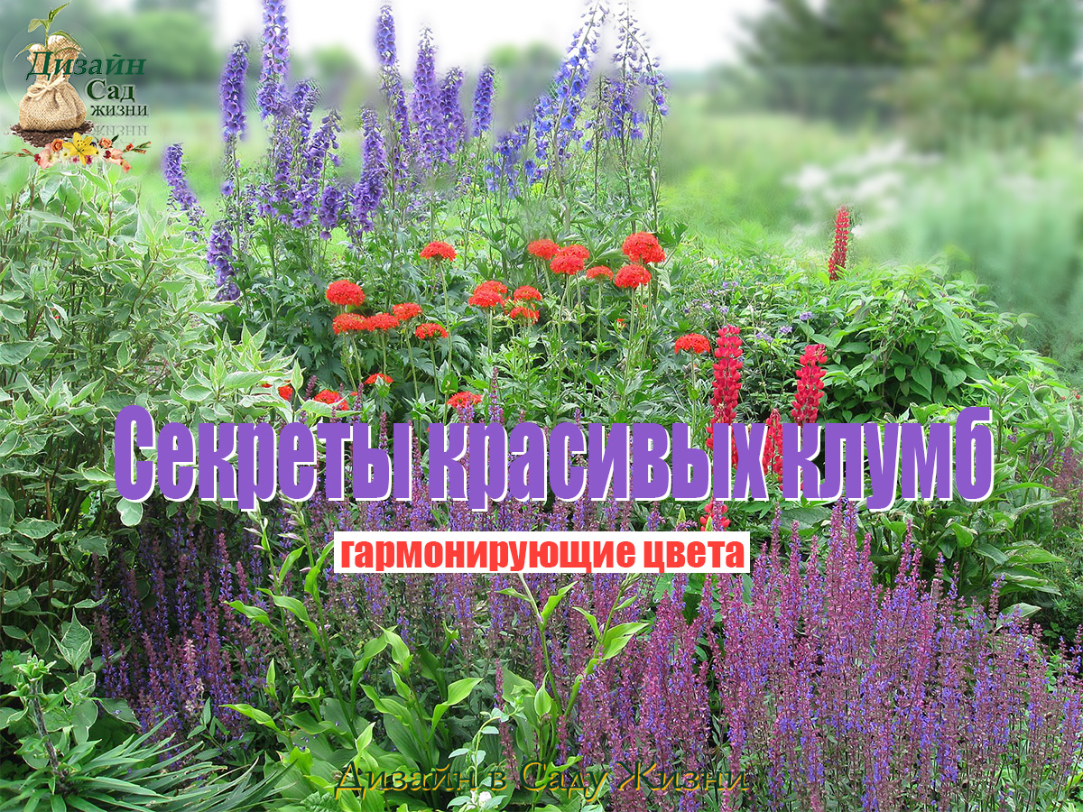 Гармонирующие цветовые сочетания в саду