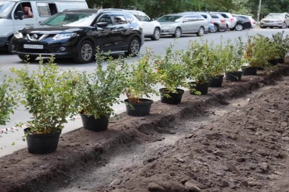    Новосибирск высадил на 20 тысяч растений больше запланированного