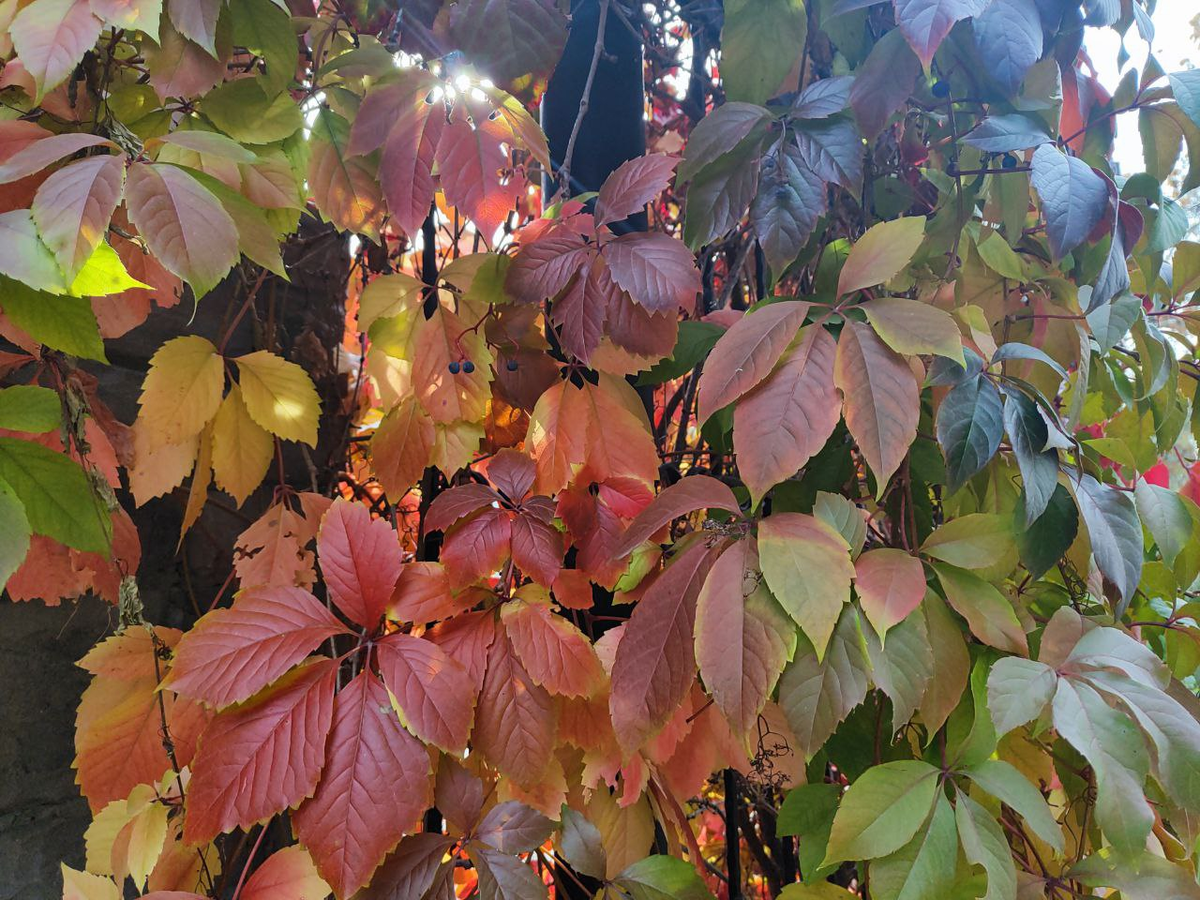 Фото автора.