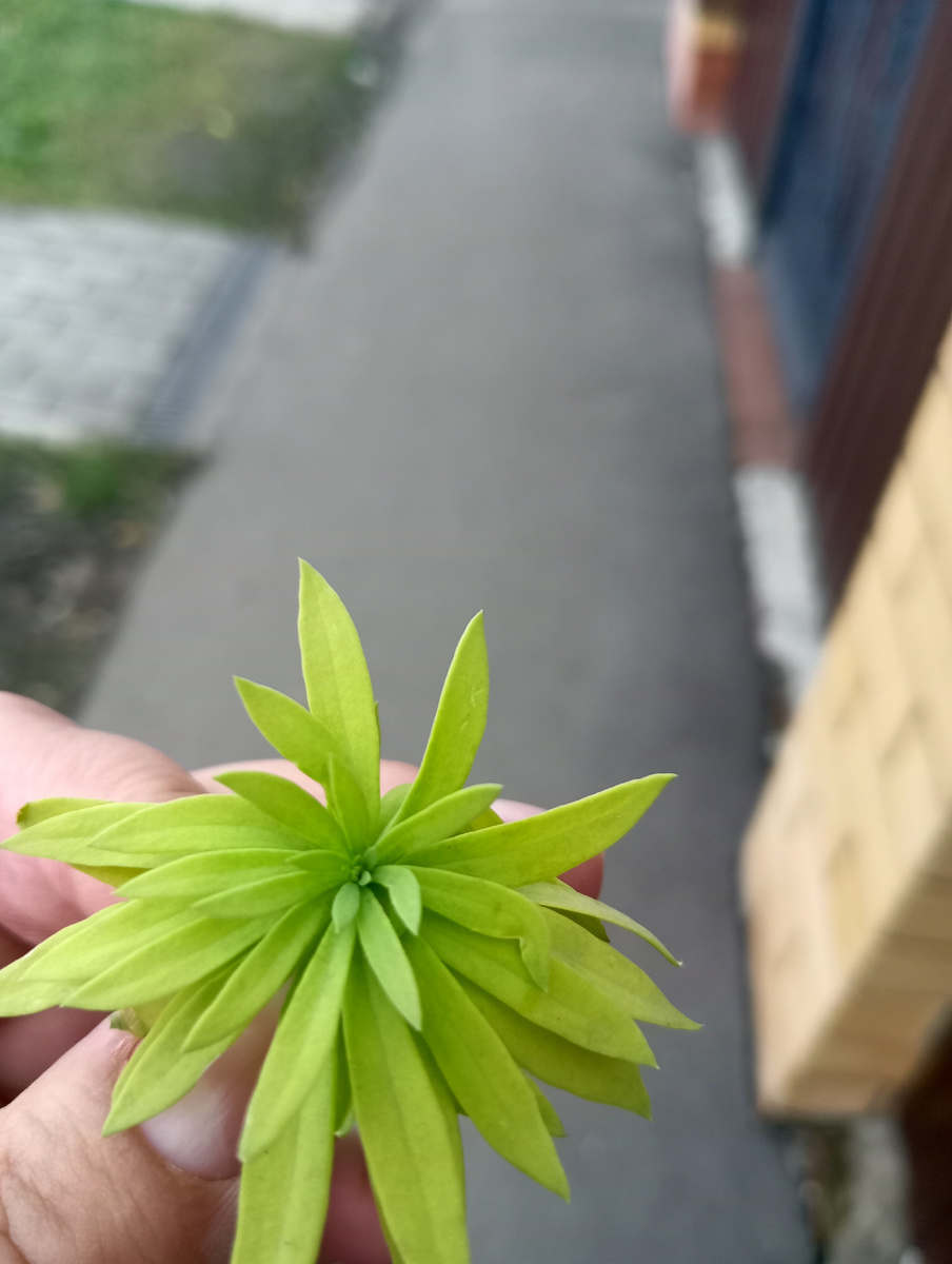 Вот такая у нас зелененькая травка в середине ноября. Фото для обложки.