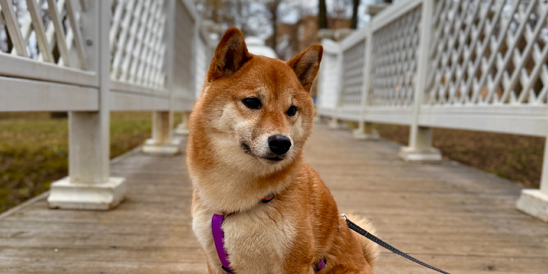Что не так с рывками поводком