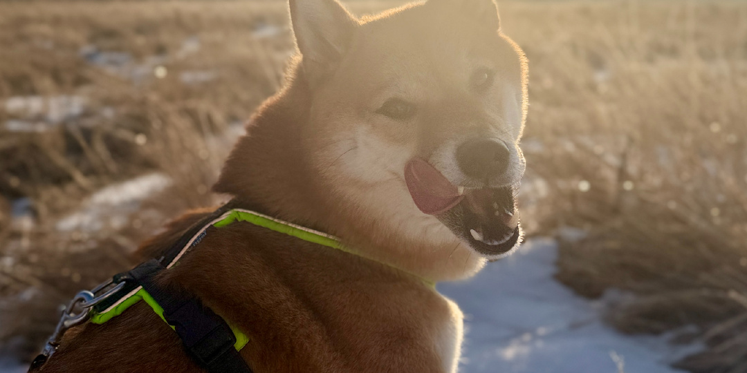 Чем дрессировка отличается от воспитания