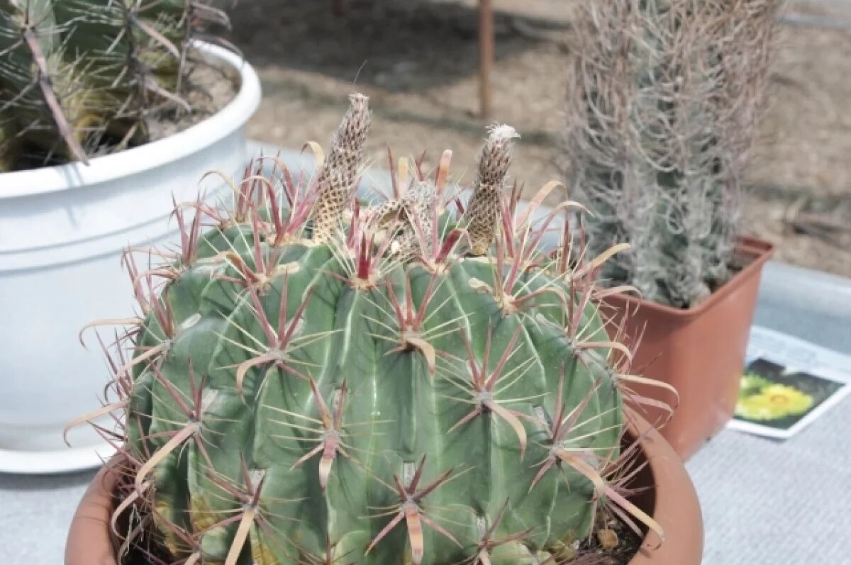    Крымчанам рассказали, как подготовить кактусы к зиме