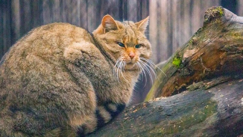     Лесные коты Новосибирский зоопарк