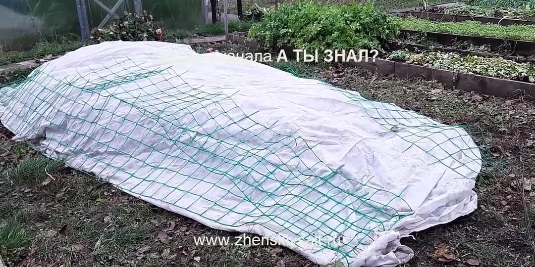 Как укрыть розы на зиму