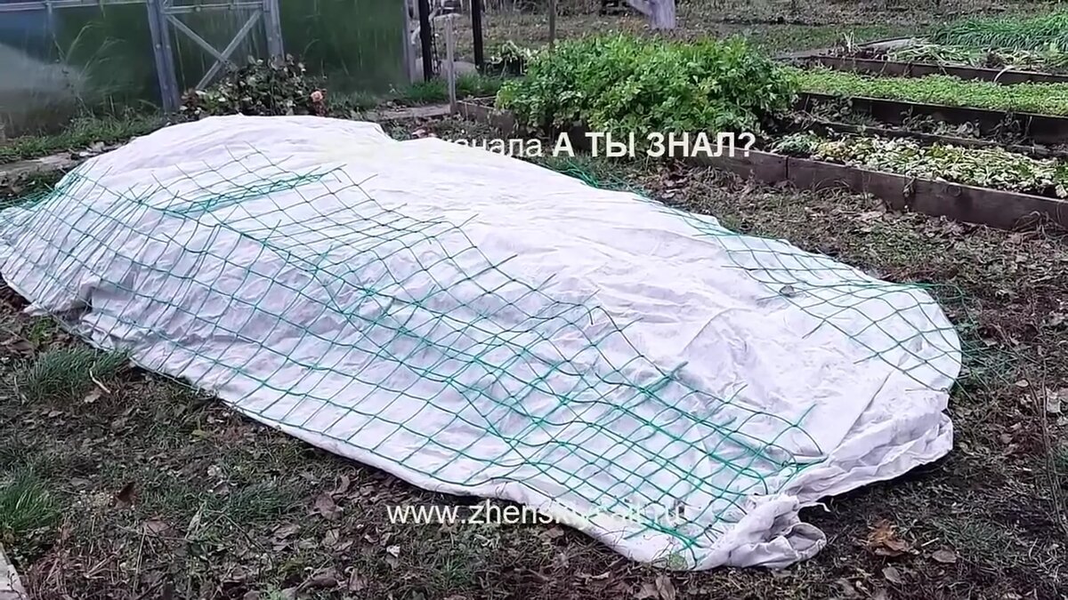 Как построить для роз такой «домик», в котором им будет сухо, уютно и не страшны никакие оттепели