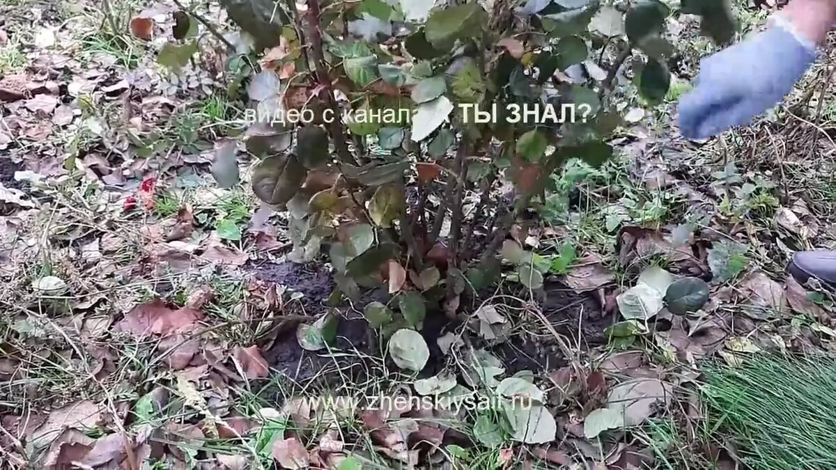 Всю листву я обрываю вручную